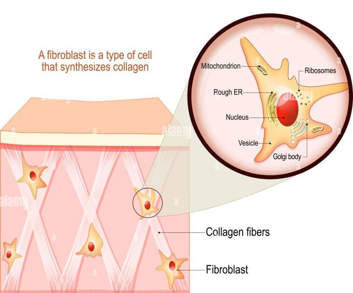 Fibroplasti