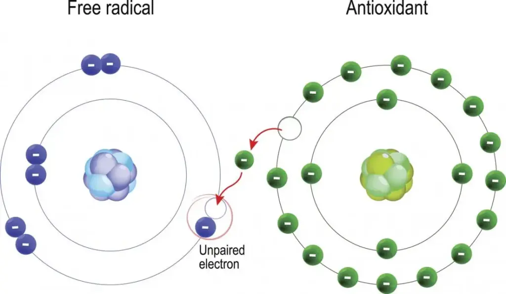 antioxidants function